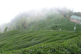 artisanal tea farm