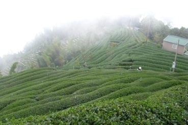 artisanal tea farm