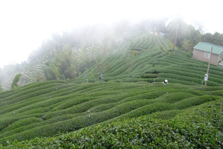 artisanal tea farm